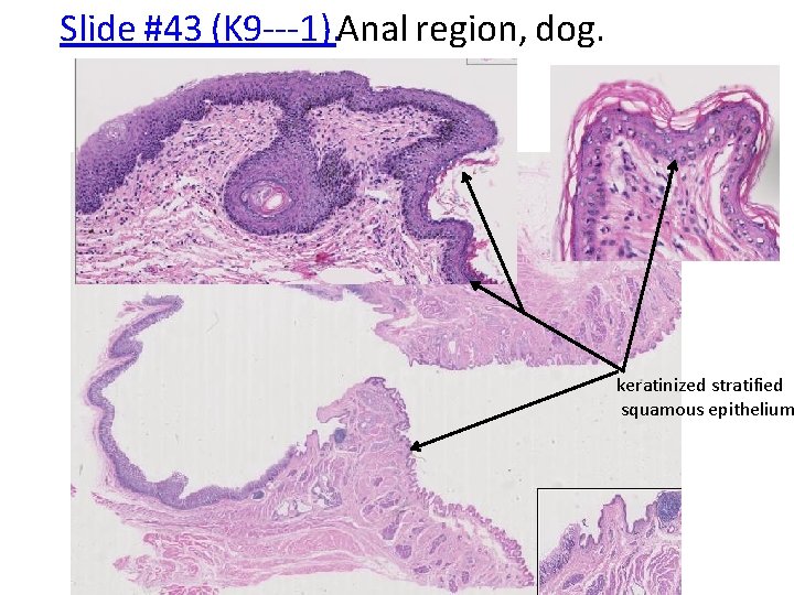 Slide #43 (K 9‐‐‐ 1). Anal region, dog. keratinized stratified squamous epithelium 