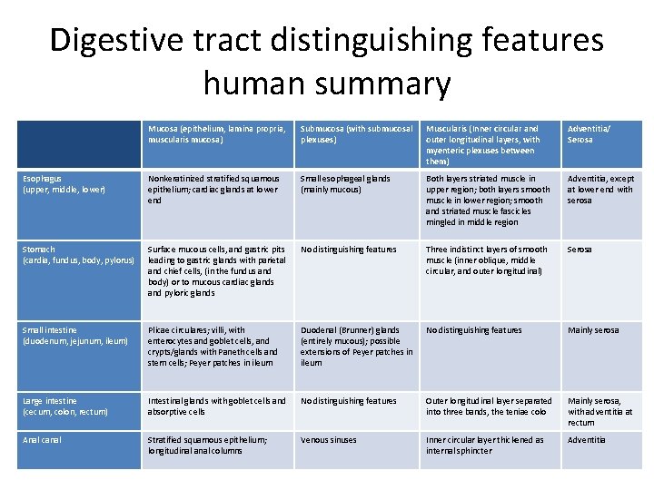 Digestive tract distinguishing features human summary Mucosa (epithelium, lamina propria, muscularis mucosa) Submucosa (with