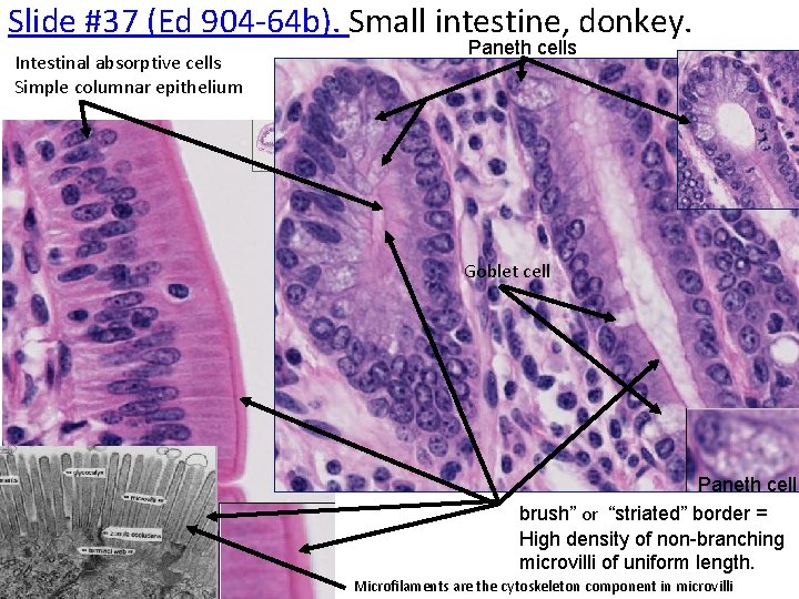 Slide #37 (Ed 904‐ 64 b). Small intestine, donkey. Intestinal absorptive cells Simple columnar