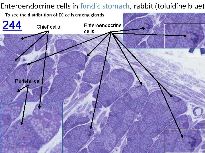 Enteroendocrine cells in fundic stomach, rabbit (toluidine blue) To see the distribution of EC