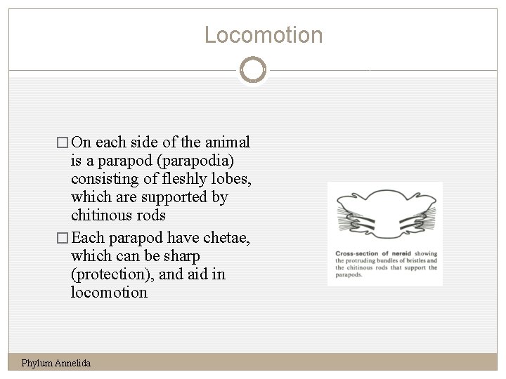 Locomotion 10 � On each side of the animal is a parapod (parapodia) consisting