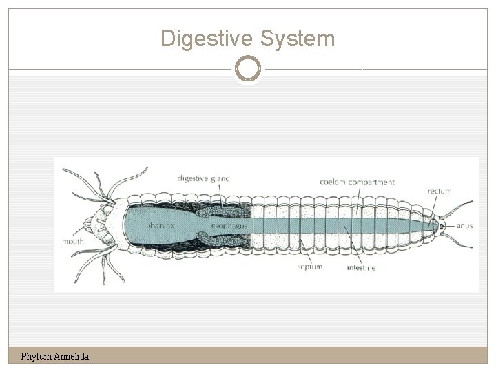 Digestive System 12 Phylum Annelida 