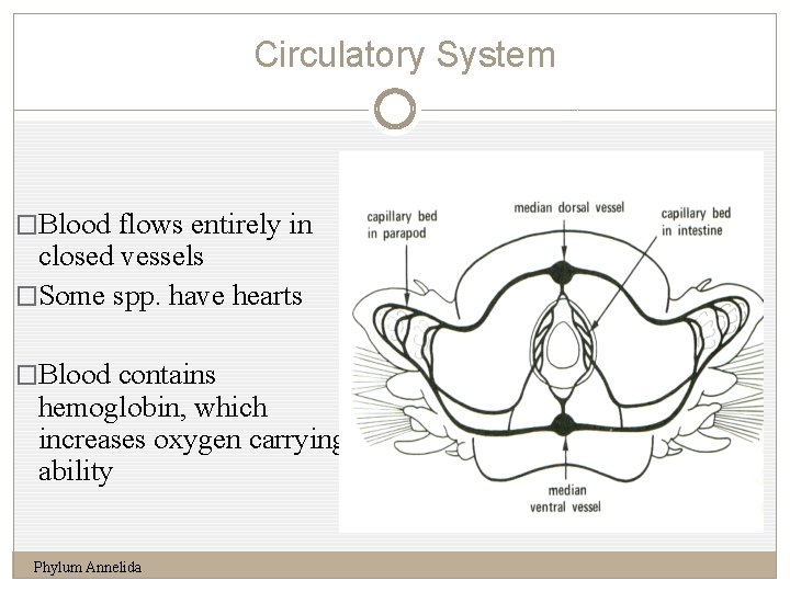 Circulatory System 13 �Blood flows entirely in closed vessels �Some spp. have hearts �Blood
