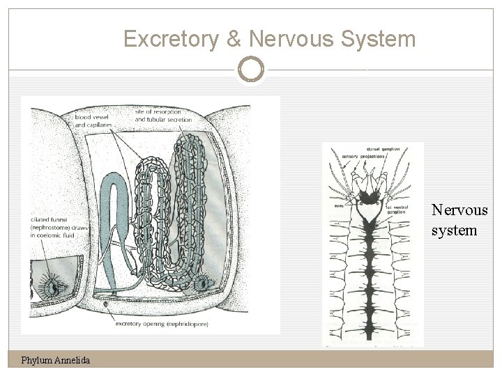 Excretory & Nervous System 14 Nervous system Phylum Annelida 