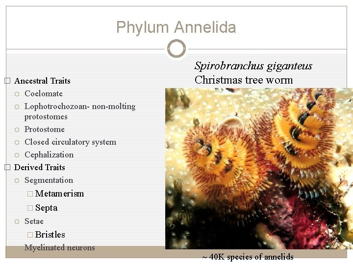 Phylum Annelida � Ancestral Traits Spirobranchus giganteus Christmas tree worm Coelomate Lophotrochozoan- non-molting protostomes