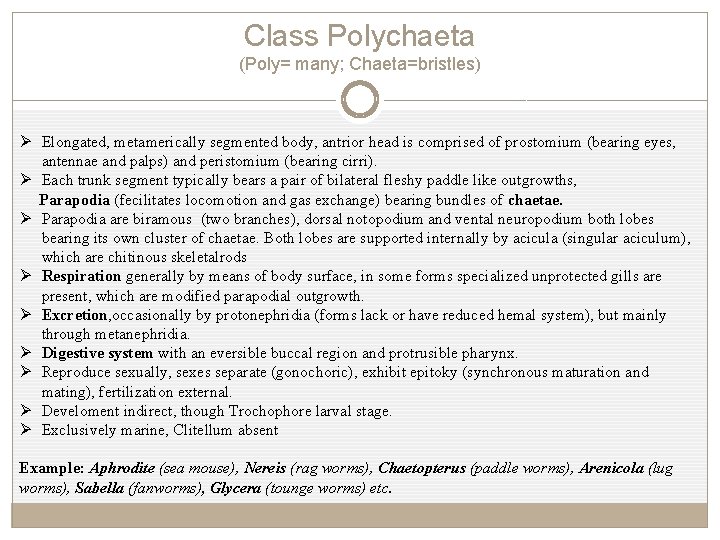 Class Polychaeta (Poly= many; Chaeta=bristles) Ø Elongated, metamerically segmented body, antrior head is comprised