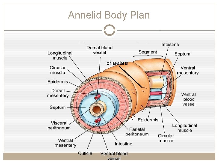 Annelid Body Plan chaetae 