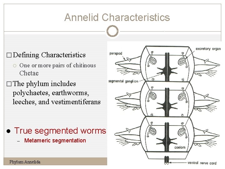 Annelid Characteristics 6 � Defining Characteristics One or more pairs of chitinous Chetae �