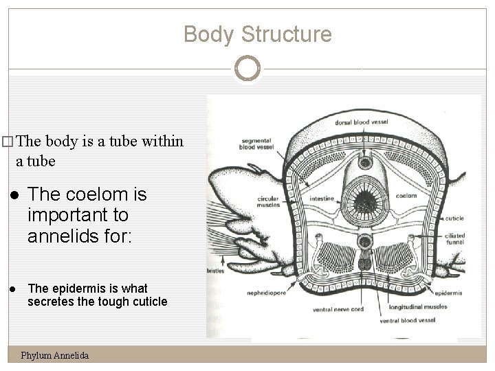 Body Structure 7 � The body is a tube within a tube l The