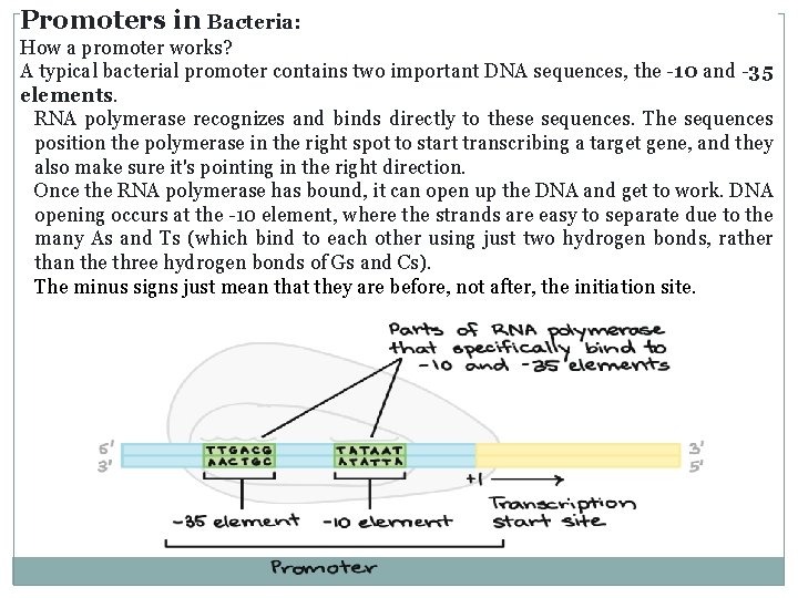 Promoters in Bacteria: How a promoter works? A typical bacterial promoter contains two important