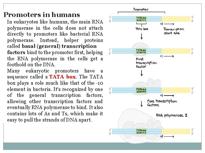Promoters in humans In eukaryotes like humans, the main RNA polymerase in the cells