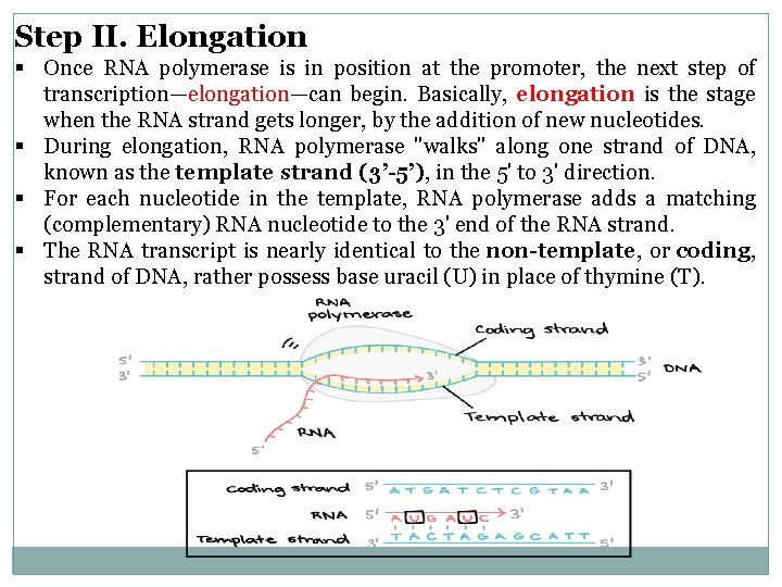 Step II. Elongation § Once RNA polymerase is in position at the promoter, the