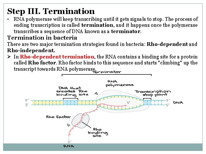 Step III. Termination • RNA polymerase will keep transcribing until it gets signals to