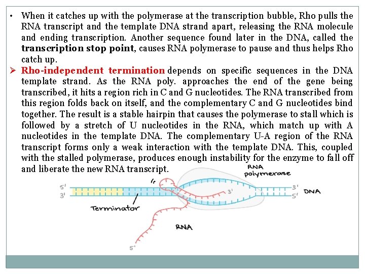  • When it catches up with the polymerase at the transcription bubble, Rho