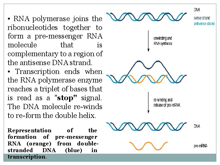  • RNA polymerase joins the ribonucleotides together to form a pre-messenger RNA molecule