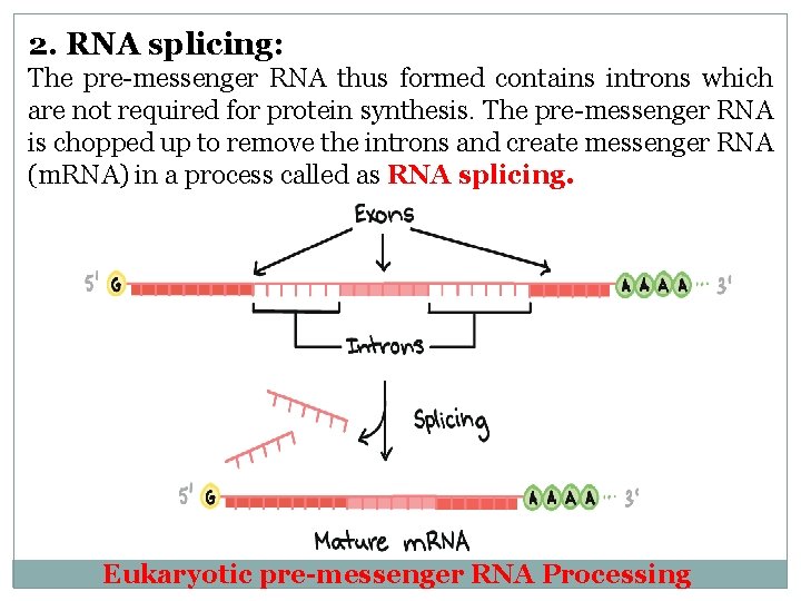 2. RNA splicing: The pre-messenger RNA thus formed contains introns which are not required