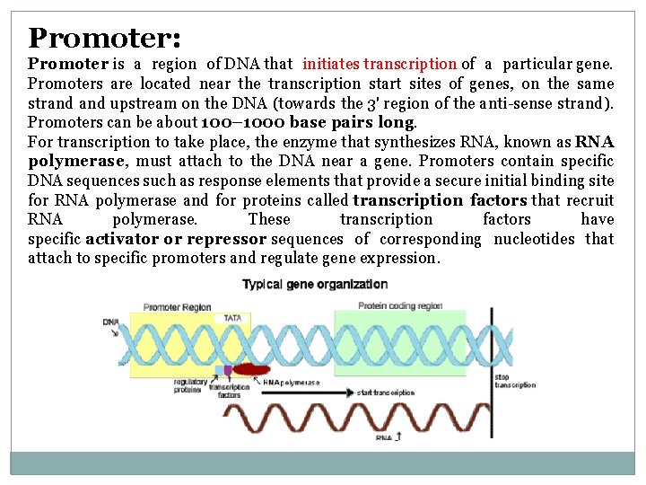 Promoter: Promoter is a region of DNA that initiates transcription of a particular gene.