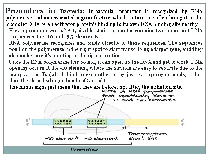 Promoters in Bacteria: In bacteria, promoter is recognized by RNA polymerase and an associated