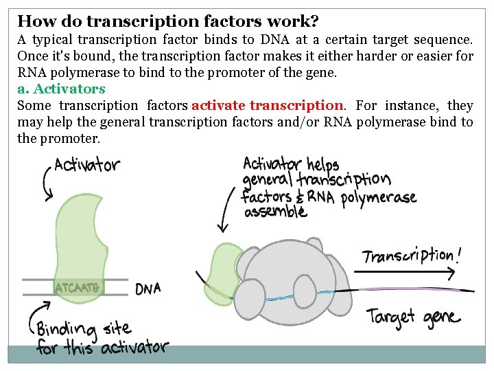 How do transcription factors work? A typical transcription factor binds to DNA at a