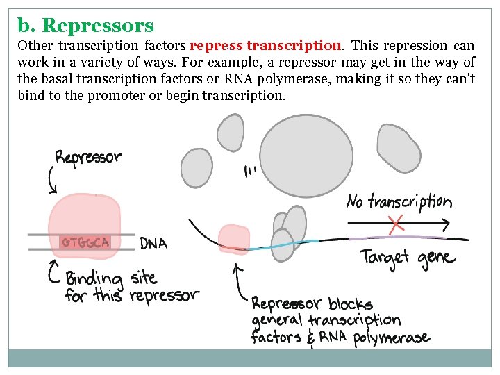 b. Repressors Other transcription factors repress transcription. This repression can work in a variety