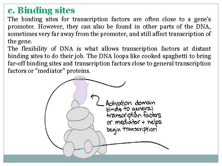 c. Binding sites The binding sites for transcription factors are often close to a