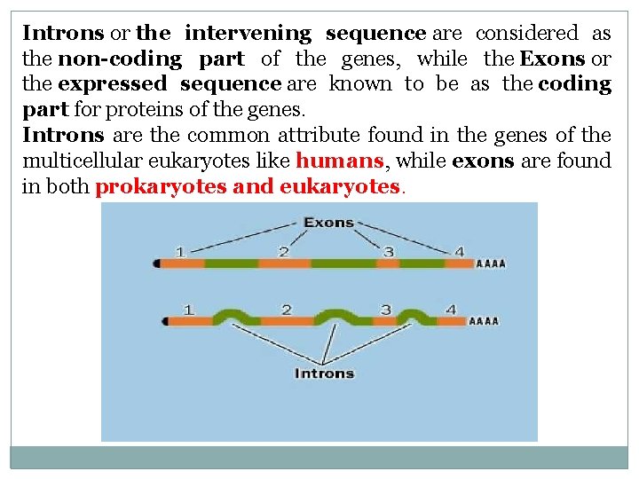 Introns or the intervening sequence are considered as the non-coding part of the genes,