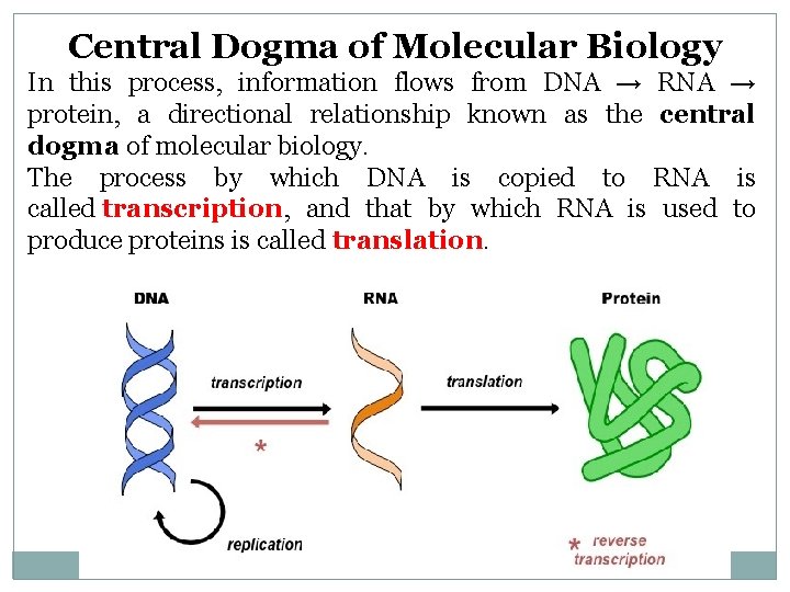 Central Dogma of Molecular Biology In this process, information flows from DNA → RNA