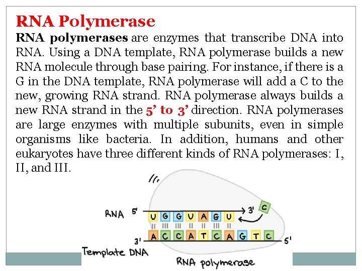 RNA Polymerase RNA polymerases are enzymes that transcribe DNA into RNA. Using a DNA