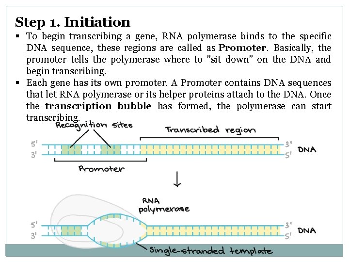 Step 1. Initiation § To begin transcribing a gene, RNA polymerase binds to the