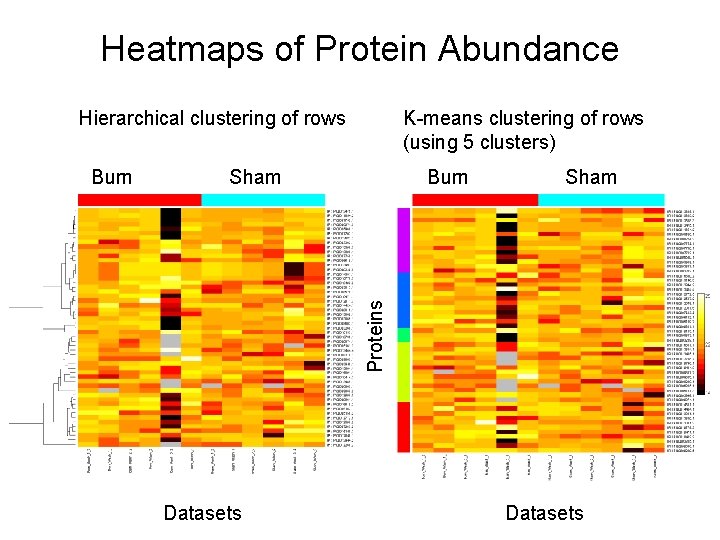 Heatmaps of Protein Abundance Hierarchical clustering of rows Sham Burn Sham Proteins Burn K-means