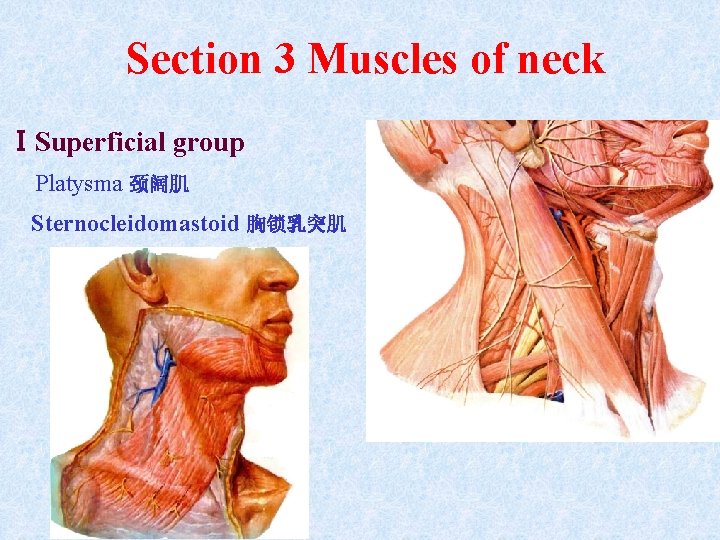 Section 3 Muscles of neck ⅠSuperficial group Platysma 颈阔肌 Sternocleidomastoid 胸锁乳突肌 Section 3 Muscles of neck ⅠSuperficial group Platysma 颈阔肌 Sternocleidomastoid 胸锁乳突肌