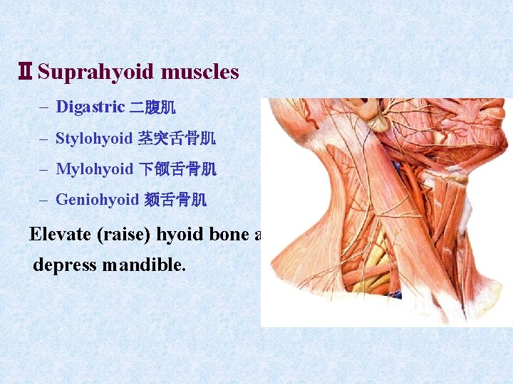ⅡSuprahyoid muscles – Digastric 二腹肌 – Stylohyoid 茎突舌骨肌 – Mylohyoid 下颌舌骨肌 – Geniohyoid 颏舌骨肌 ⅡSuprahyoid muscles – Digastric 二腹肌 – Stylohyoid 茎突舌骨肌 – Mylohyoid 下颌舌骨肌 – Geniohyoid 颏舌骨肌