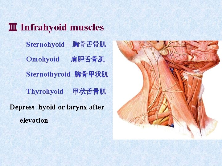 Ⅲ Infrahyoid muscles – Sternohyoid 胸骨舌骨肌 – Omohyoid 肩胛舌骨肌 – Sternothyroid 胸骨甲状肌 – Thyrohyoid Ⅲ Infrahyoid muscles – Sternohyoid 胸骨舌骨肌 – Omohyoid 肩胛舌骨肌 – Sternothyroid 胸骨甲状肌 – Thyrohyoid