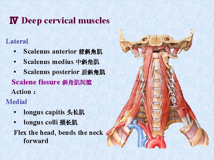 Ⅳ Deep cervical muscles Lateral • Scalenus anterior 前斜角肌 • Scalenus medius 中斜角肌 • Ⅳ Deep cervical muscles Lateral • Scalenus anterior 前斜角肌 • Scalenus medius 中斜角肌 •
