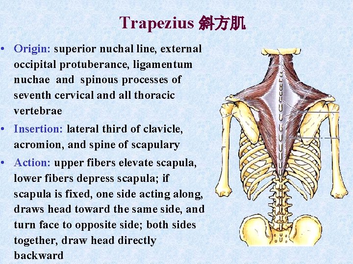 Trapezius 斜方肌 • Origin: superior nuchal line, external occipital protuberance, ligamentum nuchae and spinous Trapezius 斜方肌 • Origin: superior nuchal line, external occipital protuberance, ligamentum nuchae and spinous