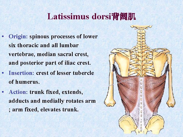 Latissimus dorsi背阔肌 • Origin: spinous processes of lower six thoracic and all lumbar vertebrae, Latissimus dorsi背阔肌 • Origin: spinous processes of lower six thoracic and all lumbar vertebrae,