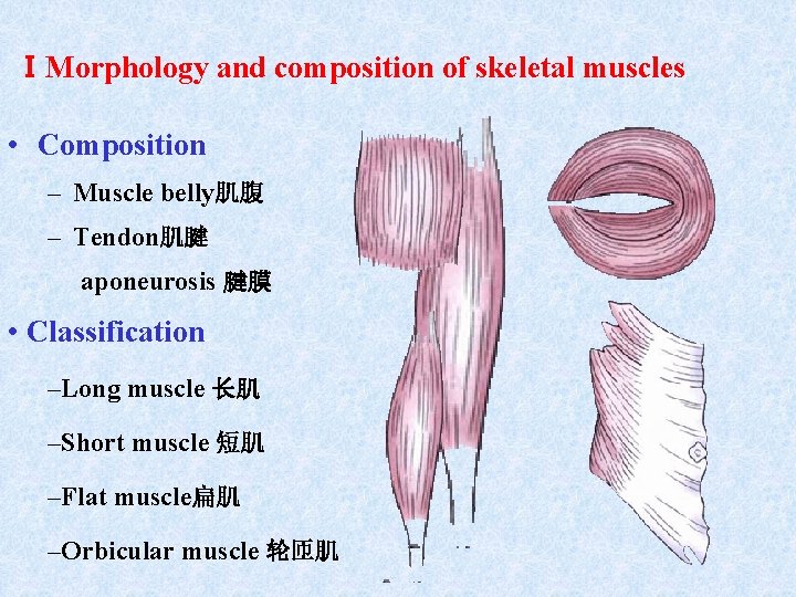 ⅠMorphology and composition of skeletal muscles • Composition – Muscle belly肌腹 – Tendon肌腱 aponeurosis ⅠMorphology and composition of skeletal muscles • Composition – Muscle belly肌腹 – Tendon肌腱 aponeurosis