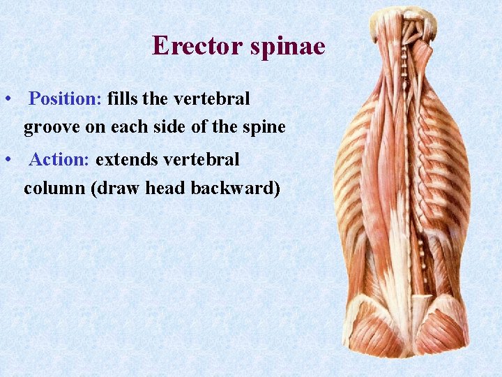 Erector spinae • Position: fills the vertebral groove on each side of the spine Erector spinae • Position: fills the vertebral groove on each side of the spine