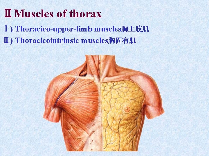 ⅡMuscles of thorax Ⅰ) Thoracico-upper-limb muscles胸上肢肌 Ⅱ) Thoracicointrinsic muscles胸固有肌 ⅡMuscles of thorax Ⅰ) Thoracico-upper-limb muscles胸上肢肌 Ⅱ) Thoracicointrinsic muscles胸固有肌