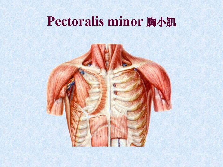 Pectoralis minor 胸小肌 Pectoralis minor 胸小肌