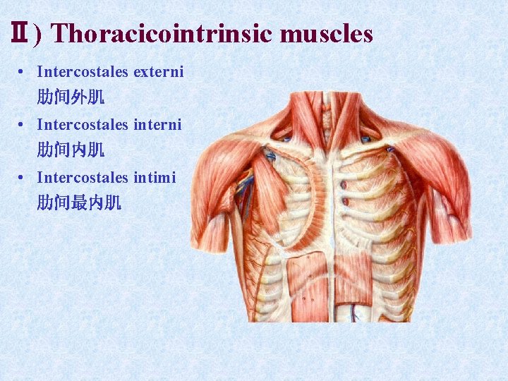 Ⅱ) Thoracicointrinsic muscles • Intercostales externi 肋间外肌 • Intercostales interni 肋间内肌 • Intercostales intimi Ⅱ) Thoracicointrinsic muscles • Intercostales externi 肋间外肌 • Intercostales interni 肋间内肌 • Intercostales intimi