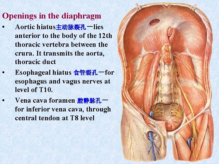 Openings in the diaphragm • • • Aortic hiatus主动脉裂孔-lies anterior to the body of Openings in the diaphragm • • • Aortic hiatus主动脉裂孔-lies anterior to the body of