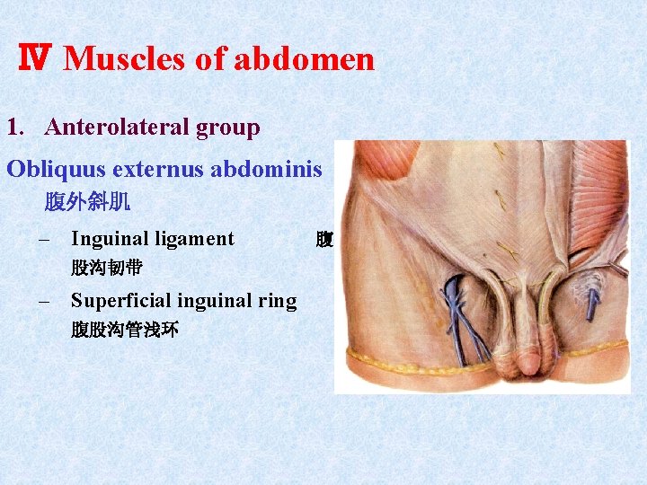 Ⅳ Muscles of abdomen 1. Anterolateral group Obliquus externus abdominis 腹外斜肌 – Inguinal ligament Ⅳ Muscles of abdomen 1. Anterolateral group Obliquus externus abdominis 腹外斜肌 – Inguinal ligament