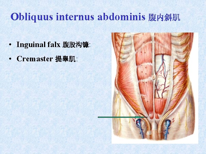 Obliquus internus abdominis 腹内斜肌 • Inguinal falx 腹股沟镰: • Cremaster 提睾肌: Obliquus internus abdominis 腹内斜肌 • Inguinal falx 腹股沟镰: • Cremaster 提睾肌: