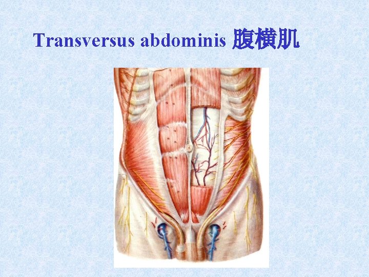 Transversus abdominis 腹横肌 Transversus abdominis 腹横肌