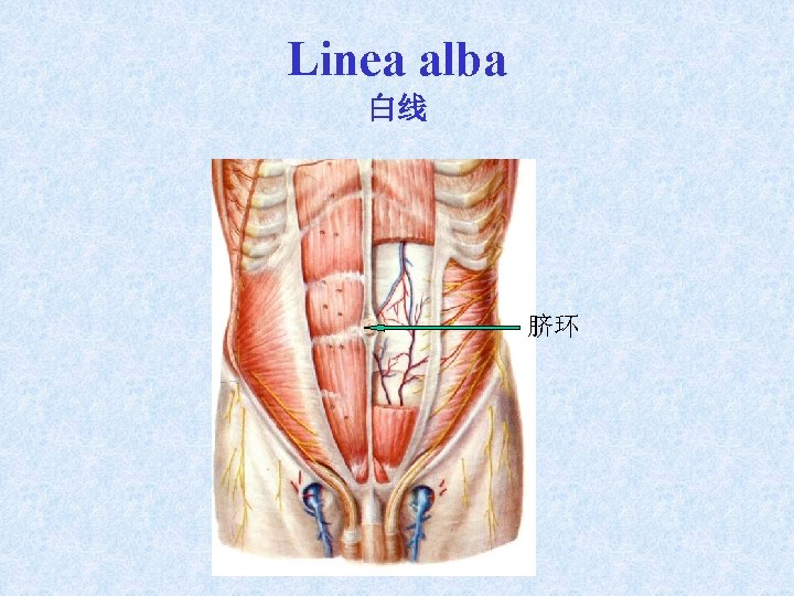 Linea alba 白线 脐环 Linea alba 白线 脐环