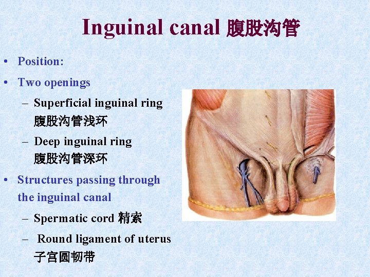 Inguinal canal 腹股沟管 • Position: • Two openings – Superficial inguinal ring 腹股沟管浅环 – Inguinal canal 腹股沟管 • Position: • Two openings – Superficial inguinal ring 腹股沟管浅环 –