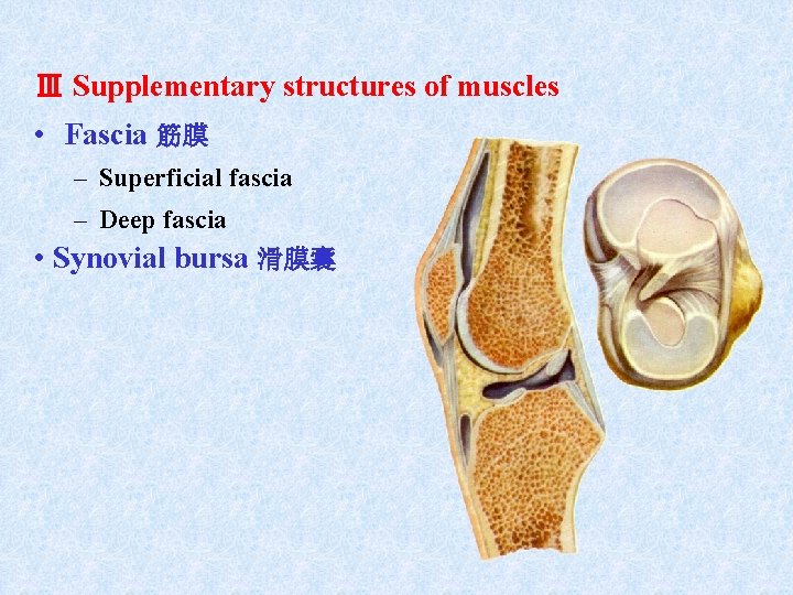 Ⅲ Supplementary structures of muscles • Fascia 筋膜 – Superficial fascia – Deep fascia Ⅲ Supplementary structures of muscles • Fascia 筋膜 – Superficial fascia – Deep fascia