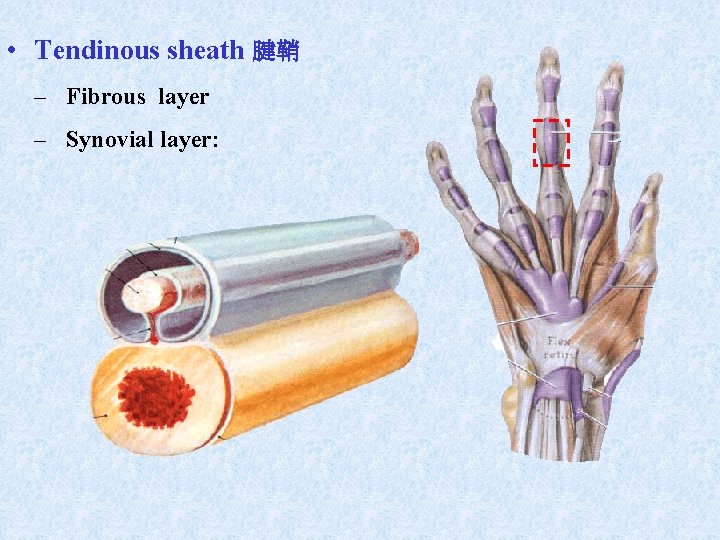 • Tendinous sheath 腱鞘 – Fibrous layer – Synovial layer: • Tendinous sheath 腱鞘 – Fibrous layer – Synovial layer: