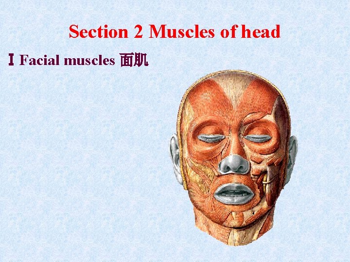 Section 2 Muscles of head ⅠFacial muscles 面肌 Section 2 Muscles of head ⅠFacial muscles 面肌